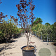 Cercis can. Red Force 175-200 cm container meerstammig