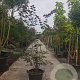 Cercis can. Red Force 175-200 cm container meerstammig