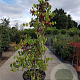 Cercis siliquastrum 150-175 cm container meerstammig