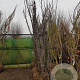 Cercis siliquastrum 250-300 cm draadkluit meerstammig 4 X verplant extra