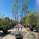 Cercis siliquastrum 250-300 cm container meerstammig