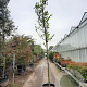 Cercis siliquastrum 200 cm stam container 14-16 hoge lei