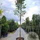Cercis siliquastrum 220 cm stam container 20-25