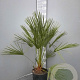 Chamaerops humilis 50-60 cm 6L