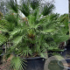 Chamaerops humilis 150-175 cm container meerstammig
