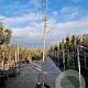Chionanthus retusus 180 cm stam container 14-16