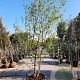 Chionanthus virginicus 300-350 cm container meerstammig