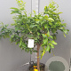 Citrus bergamia 100-110 cm 20L stam