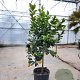 Citrus limon 100-110 cm 20L stam