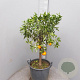 Citrus reticulata 100-110 cm 20L stam