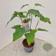 Clerodendrum trichotomum 50-60 cm 5,0L