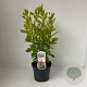 Clethra alnif. 'Ruby Spice' 40-50 cm 3,0L