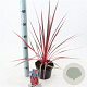 Cordyline aus. Charlie Boy 30-40 cm 3,0L