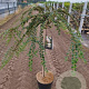Cotoneaster apiculatus 'Blackburn' 90 cm stam 10L 2jr.kroon
