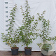 Crataegus monogyna 60-80 cm 2,0L