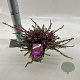 Erica darl. 'Kramer's Rote' 15-20 cm P15