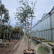 Eucalyptus gunnii 350-400 cm cont. 150L meerstammig