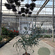 Eucalyptus pulverulenta 'Baby Blue' 140-160 cm 25L