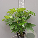 Fatsia japonica 60-80 cm 10L