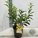Forsythia int. Minigold 40-50 cm 2,0L