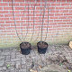 Frangula alnus 100-125 cm 7,5L solitair