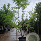 Gleditsia triacanthos inermis 300-350 cm container meerstammig