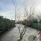 Gleditsia triac. 'Sunburst' 250-300 cm draadkluit meerstammig solitair