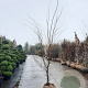 Gleditsia triac. 'Sunburst' 250-300 cm draadkluit meerstammig solitair