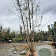 Gleditsia triac. 'Sunburst' 250-300 cm draadkluit meerstammig solitair