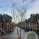 Gleditsia triac. 'Sunburst' 300-350 cm draadkluit meerstammig solitair