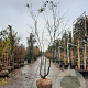 Gleditsia triac. 'Sunburst' 300-350 cm draadkluit meerstammig solitair