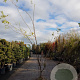 Gleditsia triac. 'Sunburst' 300-350 cm container meerstammig