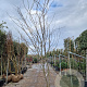 Gleditsia triac. 'Sunburst' 350-400 cm draadkluit meerstammig