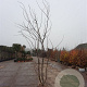 Gleditsia triac. 'Sunburst' 350-400 cm draadkluit meerstammig