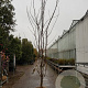 Gleditsia triac. 'Sunburst' 450-500 cm draadkluit