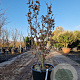 Hamamelis int. 'Orange Peel' 100-125 cm 30L