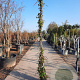 Hedera helix 250-300 cm container meerstammig