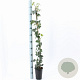 Hedera hibernica 80-100 cm rozenpot 2L