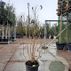 Heptacodium miconioides 125-150 cm container struik