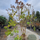 Heptacodium miconioides 175-200 cm draadkluit extra