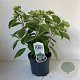 Hydrangea pan. 'Dharuma' 25-30 cm 3,0L