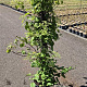 Hydrangea anomala petiolaris 125-150 cm 15L