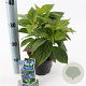 Hydrangea s. 'Bluebird' 10-15 cm 2,0L
