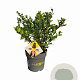 Ilex crenata Dark Green 15-20 cm C1 struik potgekweekt