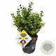 Ilex crenata Dark Green 15-20 cm C1 struik potgekweekt