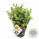 Ilex crenata Dark Green 15-20 cm C1 struik potgekweekt
