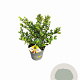 Ilex crenata Dark Green 15-20 cm C1 struik potgekweekt