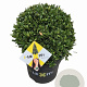 Ilex crenata Dark Green 30 cm 7,5L bol potgekweekt