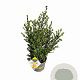 Ilex crenata Dark Green 40-60 cm 5,0L struik