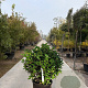 Ilex meserv. 'Goliath' 45 cm container bol